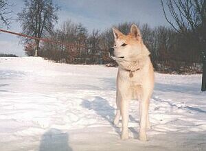 Kliknut�m si obr�zek zv�t��te!