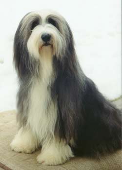 Bearded Collie