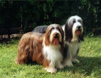 Bearded Collie