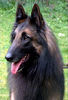 Belgick� ov��k Tervueren