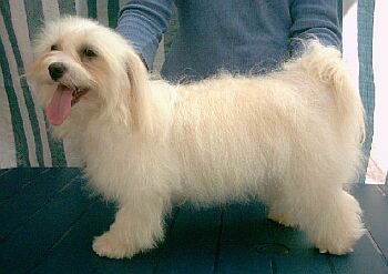 Havansk� ps�k - Bichon Havanais