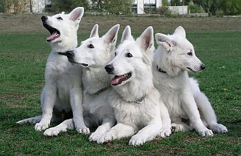 B�l� �v�carsk� ov��k