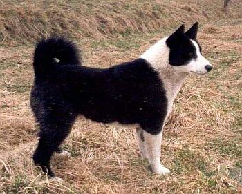 Karelsk� medv�d� pes