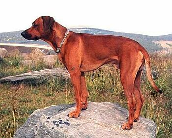 Rhod�zsk� ridgeback