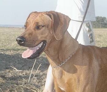 Hlava rhod�zsk�ho ridgebacka