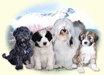 Tibetsk� teri�r - Tibetan Terrier