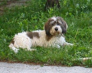 Mal� hrubosrst� vend�esk� baset