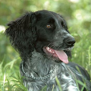 Velk� m�nsterlandsk� oha�