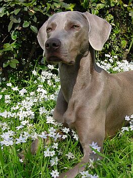 V�marsk� oha� - Weimaraner