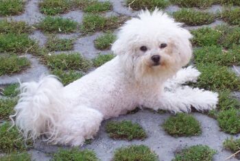 DREAM of W.MEGG z Podchotuc�