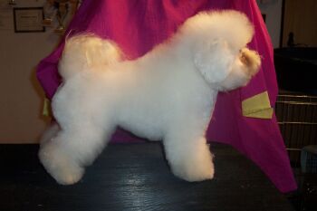 GINGER MEGBL Z PODCHOTOUC�