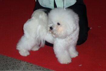 HELLEN ODEBL Z PODCHOTOUC�