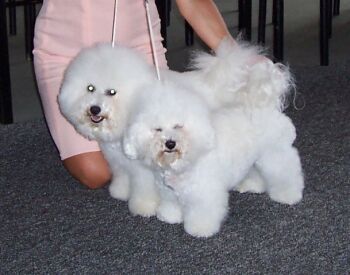 porovn�n� pes s fenou