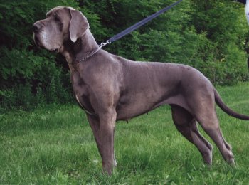 B�RA Hromadog Brunensis