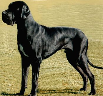 IBEKLES Z JOSEFOVSK�CH bud