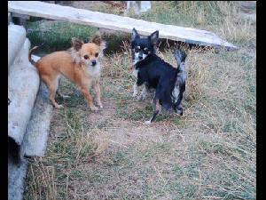 �ivava dlouhosrst�