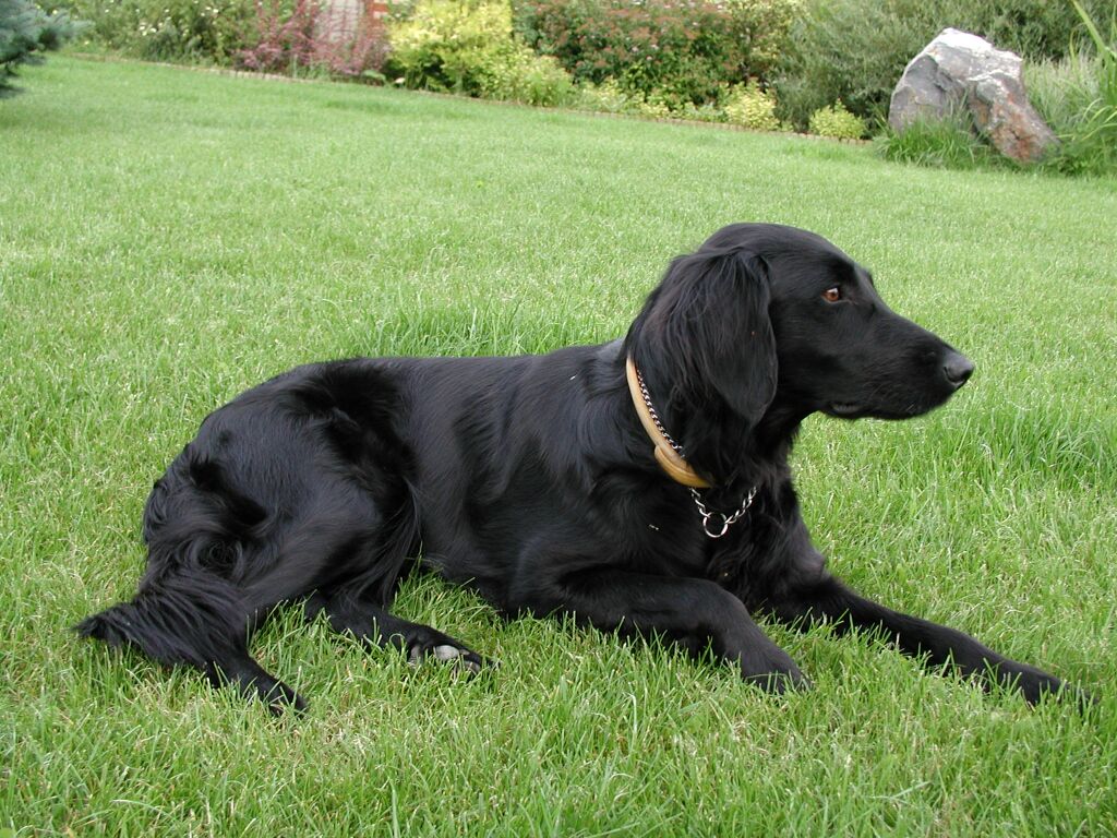 Flat Coated Retriever