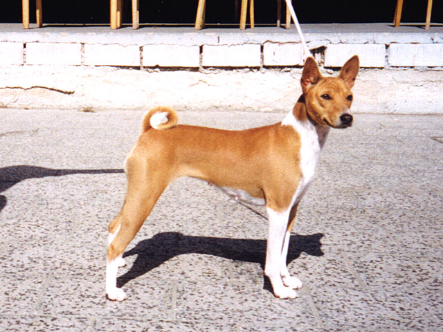 Basenji