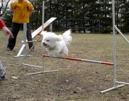 agility2