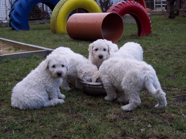 komondor - vrh A