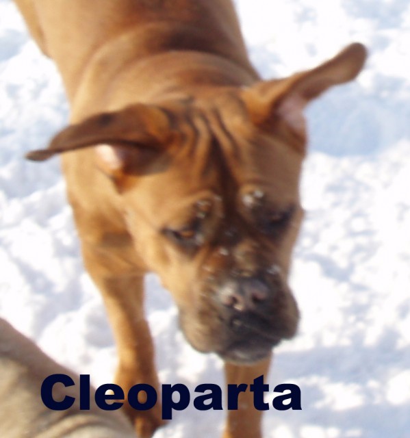 Cleopatra...letc