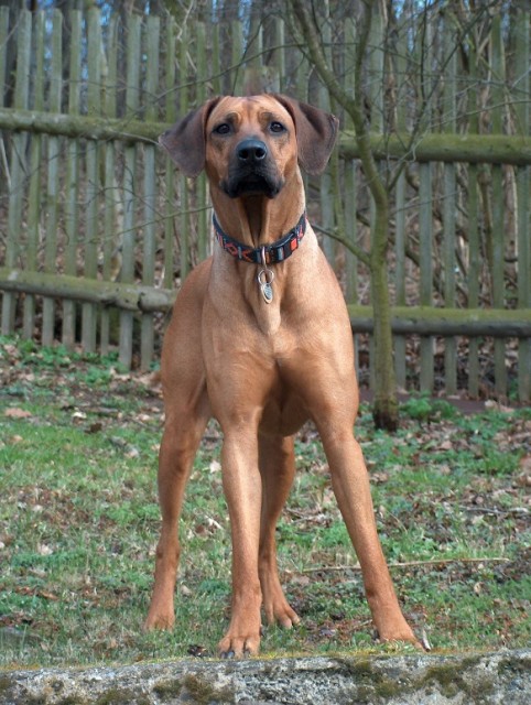 www.ridgeback-teplice.eu