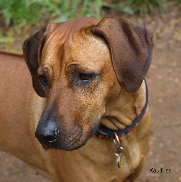 www.ridgeback-teplice.eu