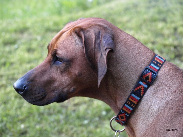 www.ridgeback-teplice.eu