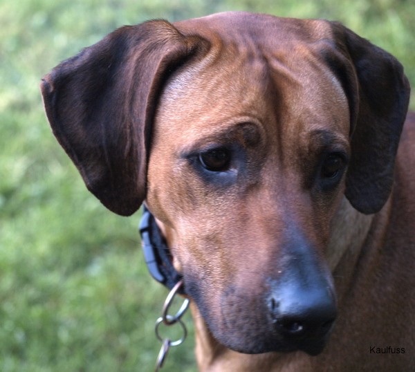 www.ridgeback-teplice.eu