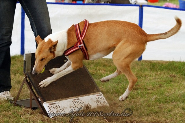 Jim a flyball