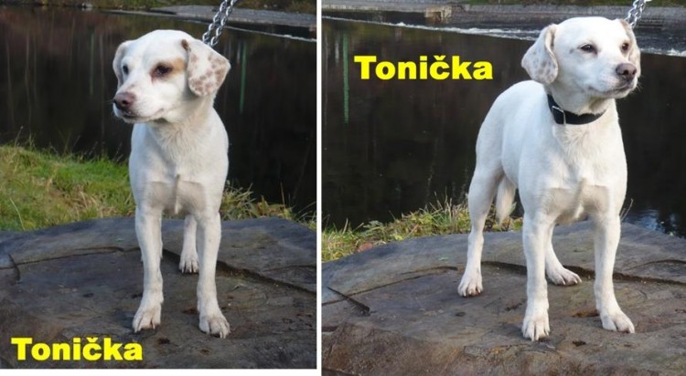 Tonicka