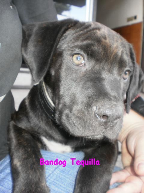 Bandog equilla - portrtT