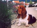 Basset a levandule - 4