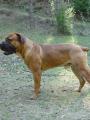 boerboel - ddeek