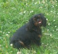 Portrt plemen King Charles spaniel