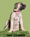 Boerboel-\"Lara\"-3,5 msc