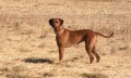 www.ridgeback-teplice.eu