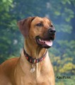 www.ridgeback-teplice.eu