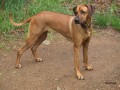 www.ridgeback-teplice.eu