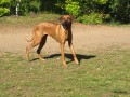 www.ridgeback-teplice.eu