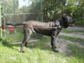 Bandog Axis s PP