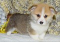 Pembroke tata Welsh Corgi