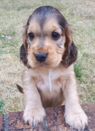 Dom�c� �t��ata se zv��en�m kokr�pan�lem