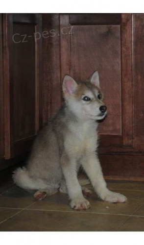  �t��ata Wolf Hybrid