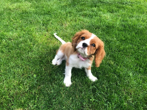 Kaval�rsk� king Charles