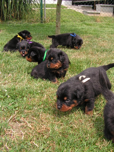 Rotvajler , rottweiler - �t��ata s PP 