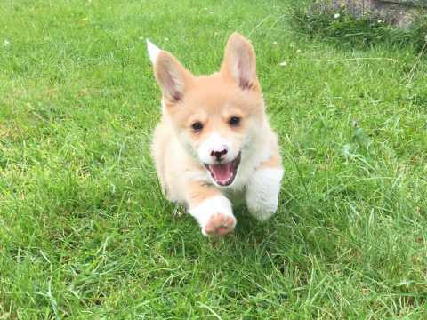 ڞasn� 12 t�dn� welsh Corgi Pembroke �t��ata k dispozici ##