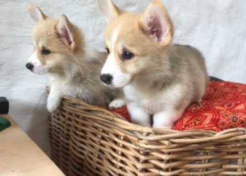 ڞasn� 12 t�dn� welsh Corgi Pembroke �t��ata k dispozici~~