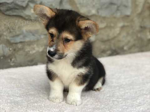 12 t�dn� welsh Corgi Pembroke �t��ata k dispozici
