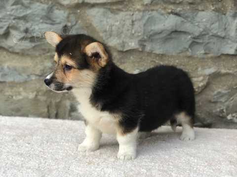 12 t�dn� welsh Corgi Pembroke �t��ata k dispozici!!